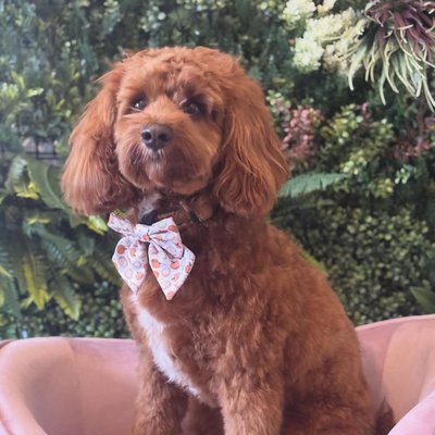 Goldendoodle freshly groomed