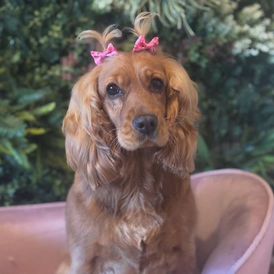 Cockapoo after a full groom