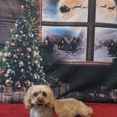 White poodle with beautiful groom