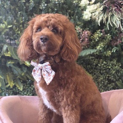Happy cocker spaniel enjoying bath