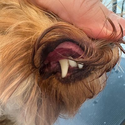 Happy golden retriever