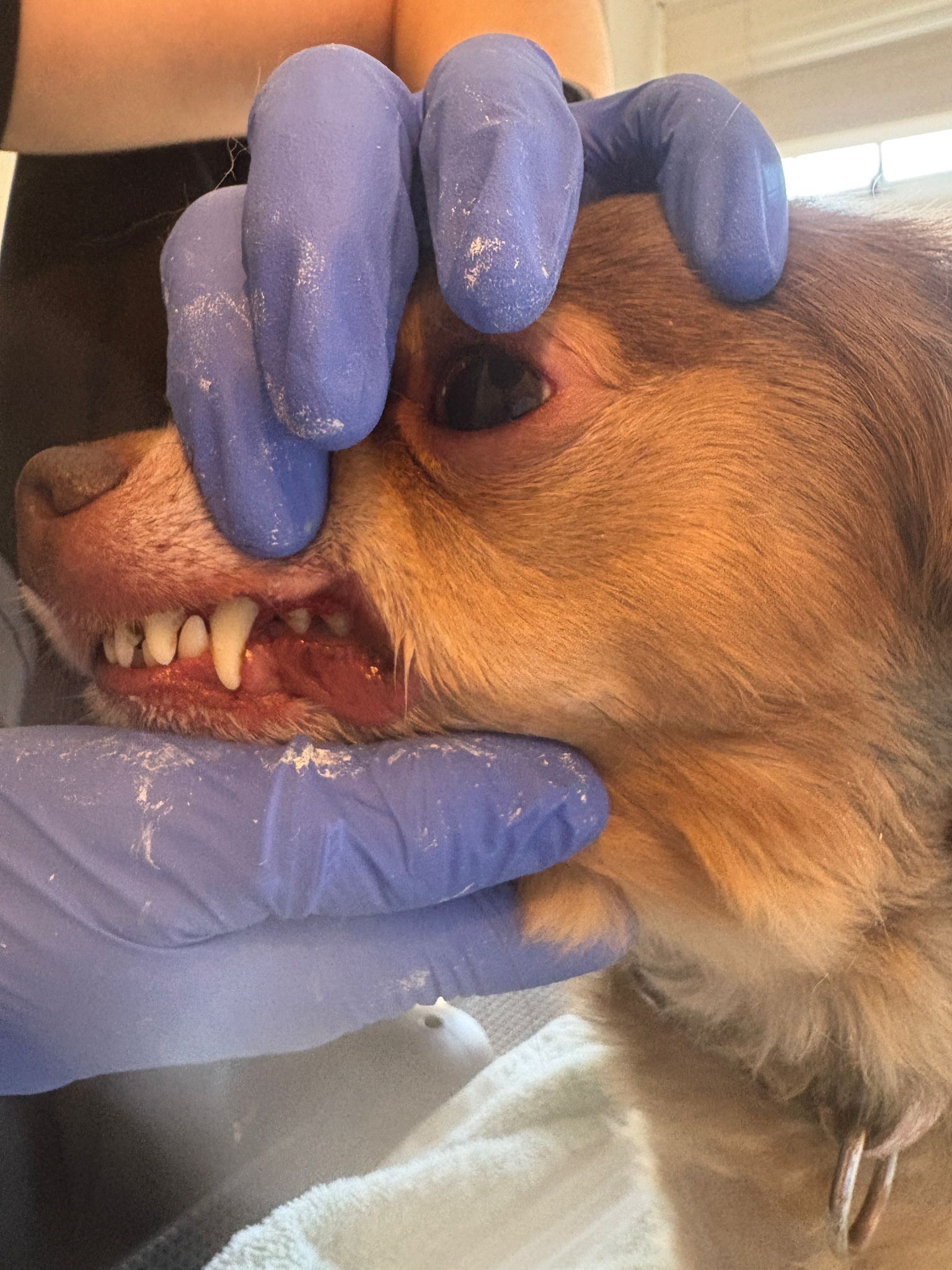 Emmi Pet ultrasonic tooth cleaning